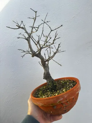 Bonsái Granado Nejikan