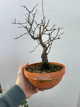 Bonsái Granado Nejikan