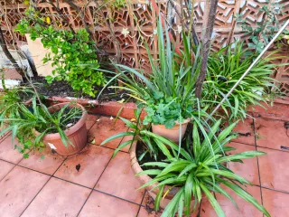 Plantas de exterior variadas