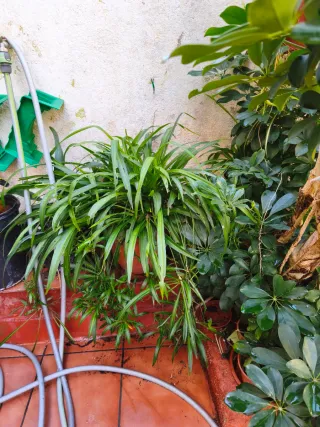 Plantas de exterior variadas