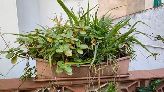 Plantas de exterior variadas