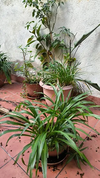 Plantas de exterior variadas