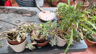 Plantas de exterior variadas