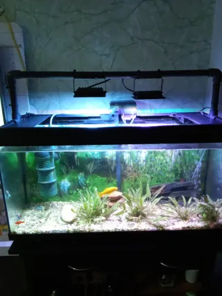 Aqario de cristal de 100 litros va con todo