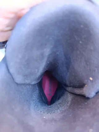 Botas de Esquí Atomic Redster 90