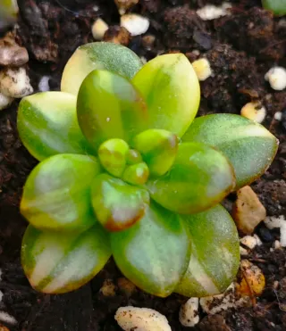 Sedum Lucidum Obesum Pianta Succulenta