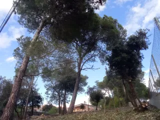 Parcela deforestada en urbanización Can Marti