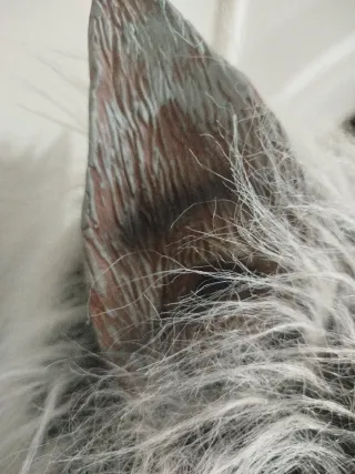 Careta Licántropo Disfraz Halloween/carnaval