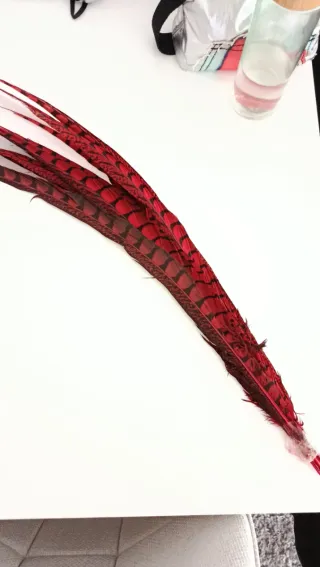 10 plumas de faisán rojas y negras