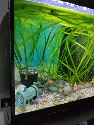 Acuario Aquarlantis 80L.