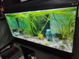 Acuario Aquarlantis 80L.