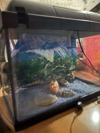 Acuario de cristal para peces