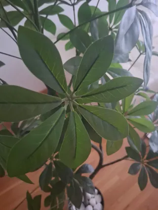 Planta Artificial Decorativa Ikea