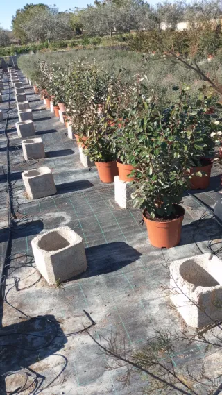 Limpieza de campos.hiervas y riego