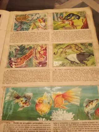 Álbum Cromos La Selva Misteriosa