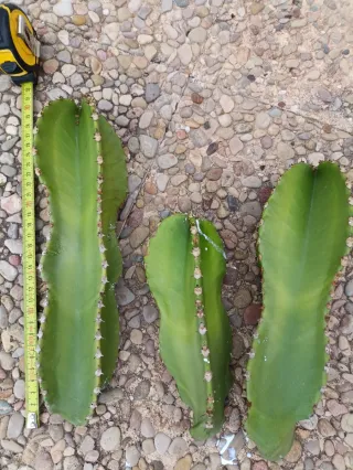 3 Esquejes Euphorbia Candelabro 20-30cm