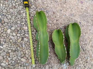 3 Esquejes Euphorbia Candelabro 20-30cm