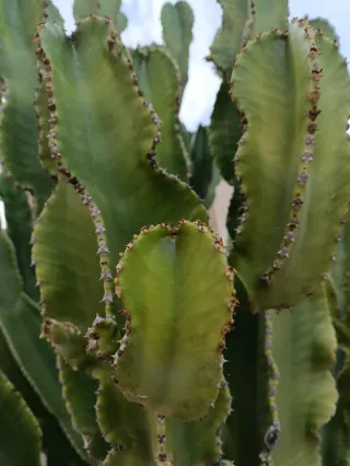 3 Esquejes Euphorbia Candelabro 20-30cm