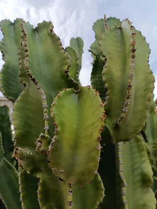 3 Esquejes Euphorbia Candelabro 20-30cm