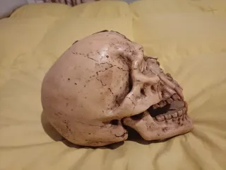 Calavera decorativa vampiro con colmillos