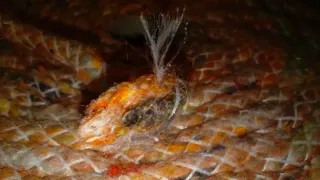 Bobina de cuerda vivo para costura