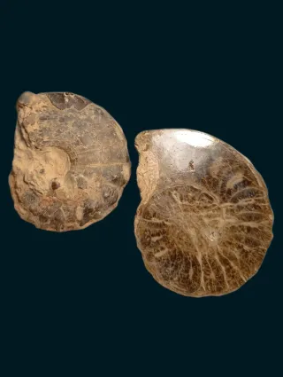 Fósiles de Amonites (2 unidades)