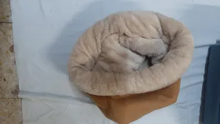 Lote camas y transportines para mascotas