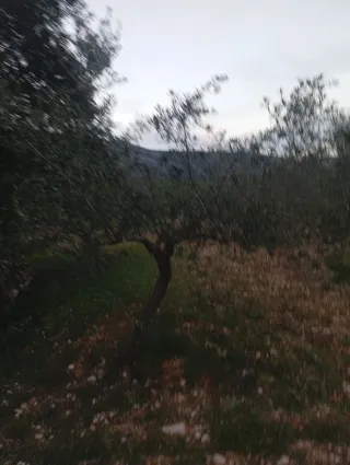 Buenas mi nombre es Antonio busco trabajo de podas