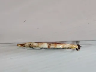 Ciondolo Ambra Baltica Naturale 4,5x2,5cm