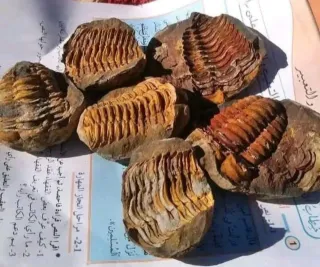 Fósiles Trilobites