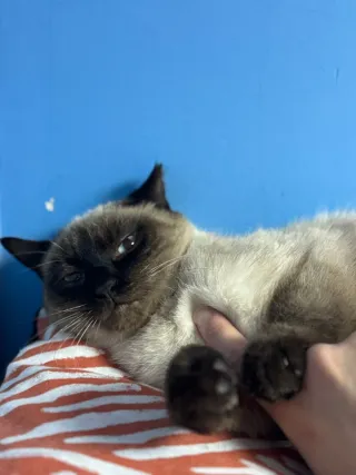 Chaqueta blanca encaje XL