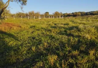 Terreno rústico con pozo