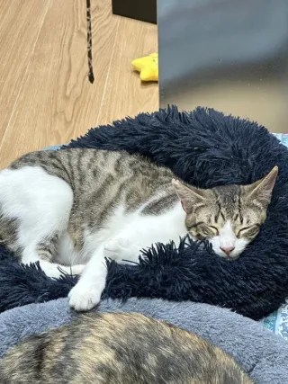 Jersey de hombre gris con cuello de pico Talla XL