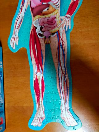 Puzzle corpo umano. Gioco con scatola-libro. Sassi