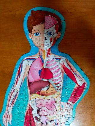 Puzzle corpo umano. Gioco con scatola-libro. Sassi