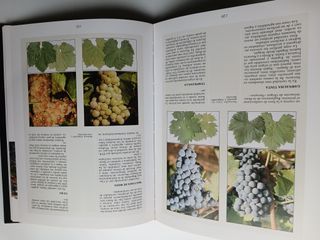 Viñas, bodegas y vinos de Navarra