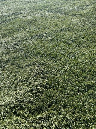 Erba artificiale riciclata