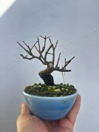 Bonsai Granado Nejikan
