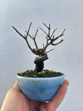 Bonsai Granado Nejikan