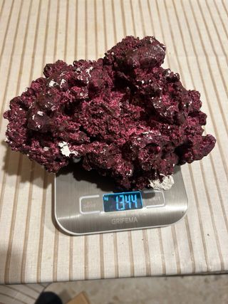 Acuario marino , roca , skimmer