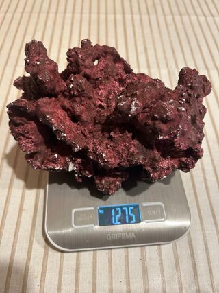 Acuario marino , roca , skimmer