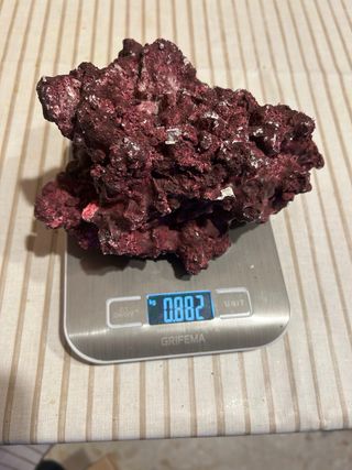 Acuario marino , roca , skimmer