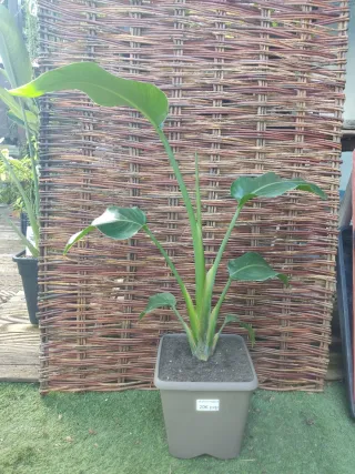 Strelitzia Augusta