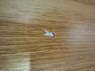 Mesa Escritorio Elevable FLEXISPOT EG1