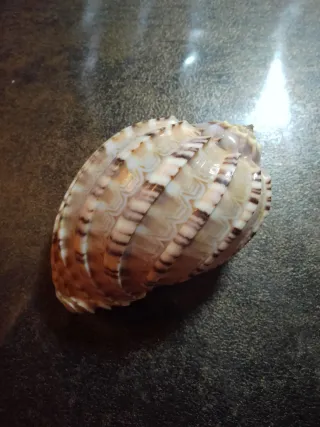 Conchiglia Harpa Goodwini naturale