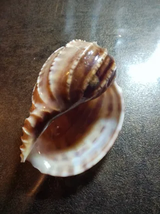 Conchiglia Harpa Goodwini naturale