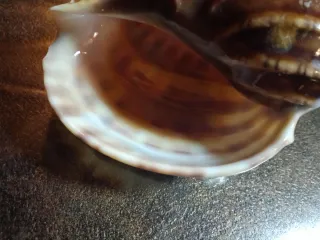 Conchiglia Harpa Goodwini naturale