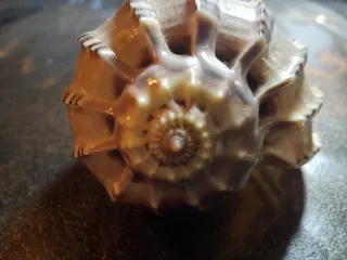 Conchiglia Harpa Goodwini naturale