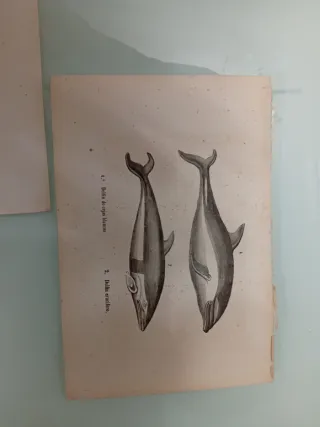 Litografía  antigua