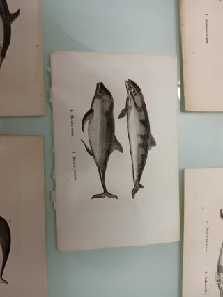 Litografía  antigua